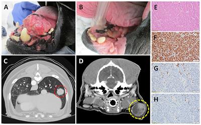 Exploring the Potential Utility of Pet Dogs With Cancer for Studying Radiation-Induced Immunogenic Cell Death Strategies